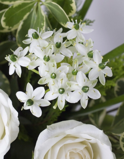 白色夢遊鮮花盆花