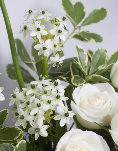 白色夢遊鮮花盆花