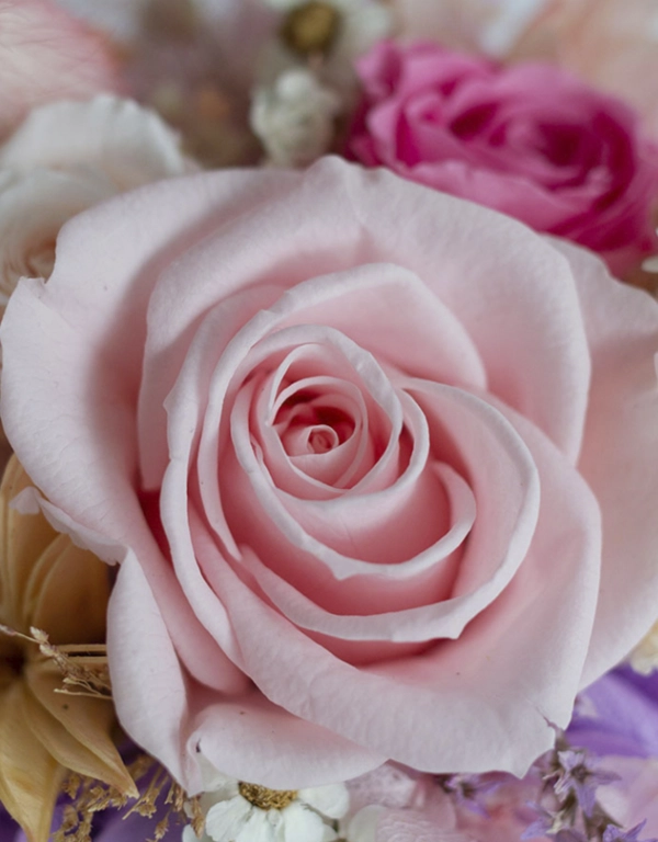 粉色玫瑰水晶球鐘罩恆星花