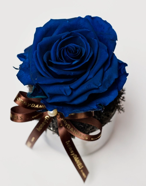 藍玫瑰恆星花